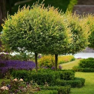 Розділи: Саджанці декоративних дерев