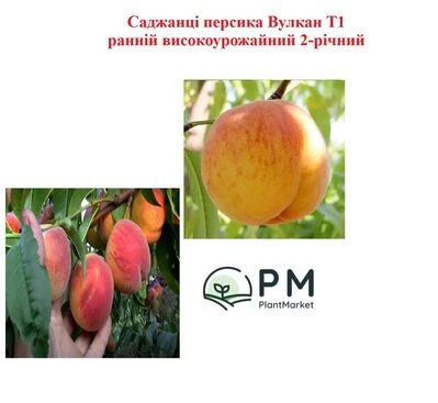 Саджанці персика Вулкан Т1 ранній високоурожайний 2-річний