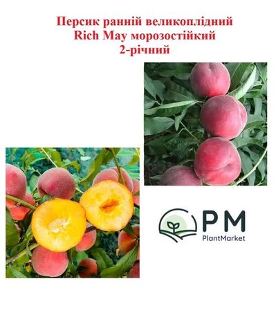 Персик ранній великоплідний Rich May морозостійкий 2-річний