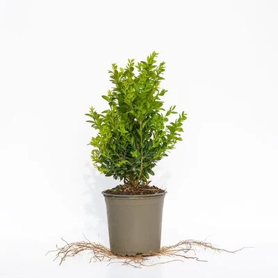 Самшит 1 кущ