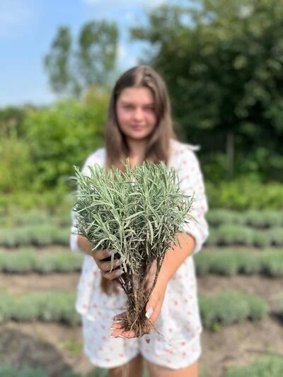 Лаванда 10 кущів