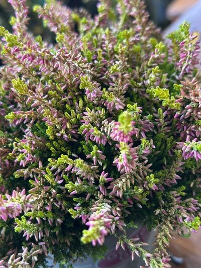 верес 3х кольоровий