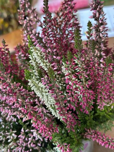 верес 3х кольоровий